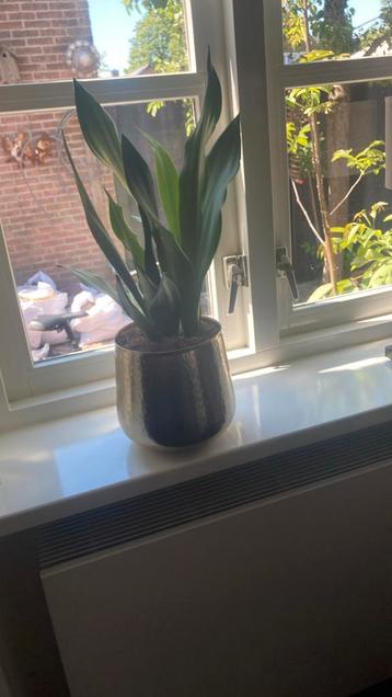 Gouden bloempot met plant  beschikbaar voor biedingen