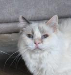 Herplaatser ragdoll, Dieren en Toebehoren, Katten en Kittens | Raskatten | Langhaar, Poes