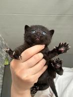 Britse korthaar kittens donkerbruin, Ontwormd