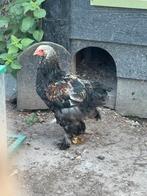 2 Brahma hanen + 1 groenlegger, Dieren en Toebehoren, Meerdere dieren, Kip