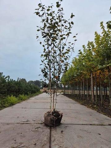 Meerstammige berk (Betula utilis 'Doorenbos')  250/300cm beschikbaar voor biedingen