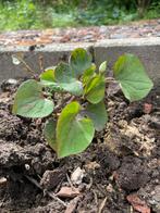 Moerasannemoon Houttuynia Cordata, Ophalen of Verzenden, Zomer, Overige soorten, Volle zon