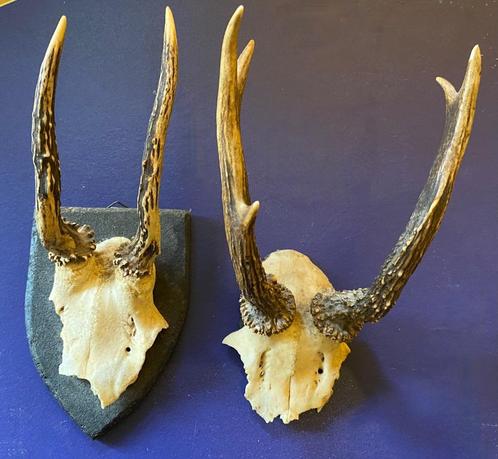 2 reëen geweitjes / gewei op hout *Nous Deux*, Antiek en Kunst, Curiosa en Brocante, Ophalen of Verzenden