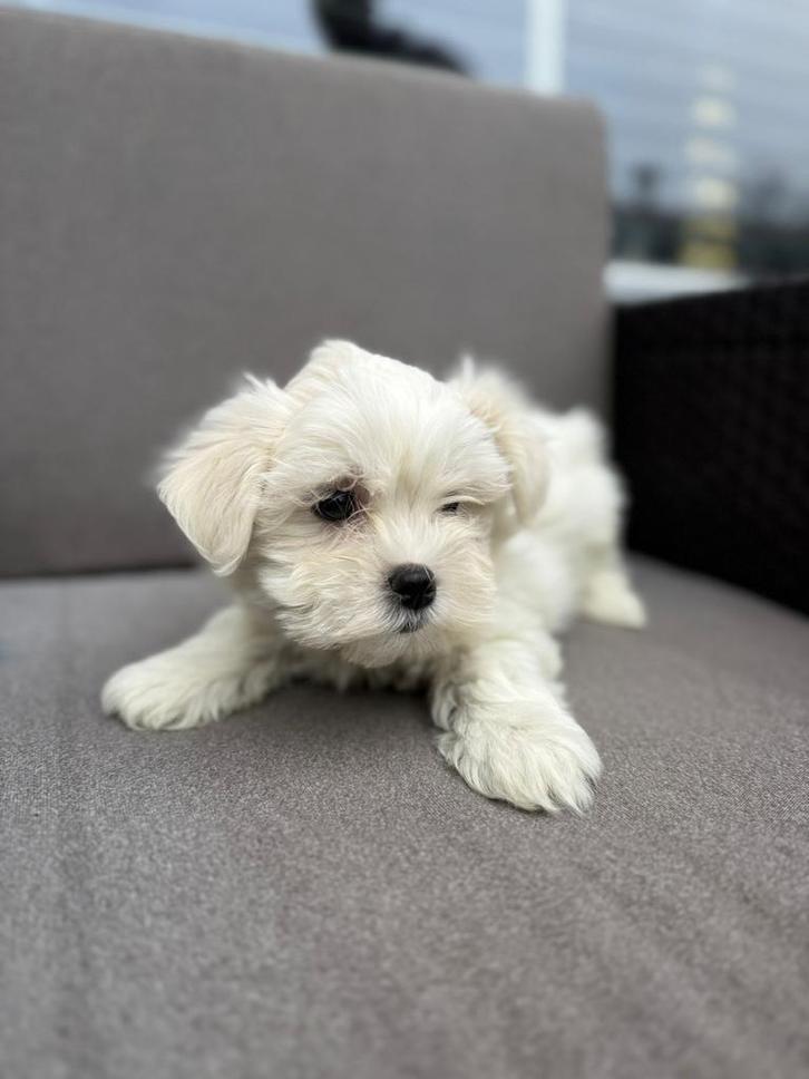 3 mooie boomer reutjes, Dieren en Toebehoren, Honden | Chihuahua's en Gezelschapshonden, Reu, Overige rassen, Particulier, Meerdere