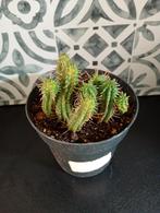 euphorbia kaktus, Huis en Inrichting, Kamerplanten, Ophalen, Halfschaduw, Minder dan 100 cm