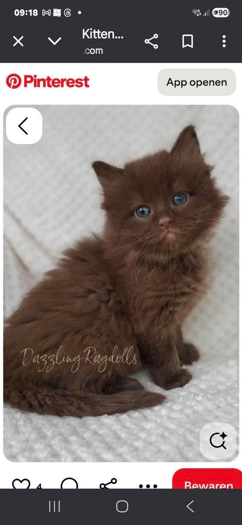 Gezocht een chocolate solid cinnamom of fawn solid, Dieren en Toebehoren, Katten en Kittens | Overige Katten