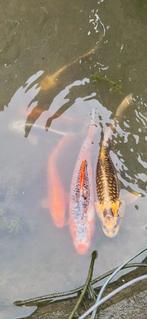 Kooikarpers, Dieren en Toebehoren, Karper of Koi