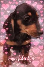 Lief klein teckel jongentje, en meisje, Dieren en Toebehoren, Parvo, Reu, 8 tot 15 weken, Korthaar