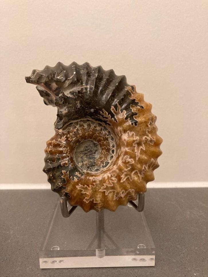 Prachtige Ammoniet Fossiel, Verzamelen, Mineralen en Fossielen, Fossiel, Ophalen of Verzenden