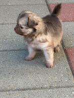 Pup pomchi kruising met boomer teefje!, Dieren en Toebehoren, Honden | Chihuahua's en Gezelschapshonden, Overige rassen, 8 tot 15 weken