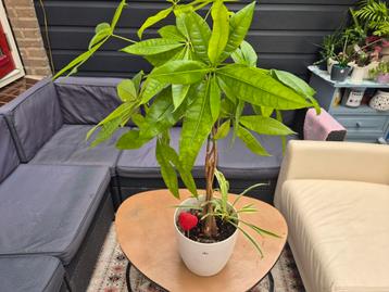 Groote kamerplanten  beschikbaar voor biedingen