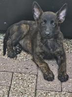 Mechelse herders X Hollandse herder pups zee goeie bloedlijn, Dieren en Toebehoren, Honden | Herdershonden en Veedrijvers, Meerdere