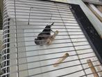 Zwart rood mozaïek, Dieren en Toebehoren, Vogels | Kanaries, Meerdere dieren, Kleurkanarie