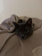 Poes, Dieren en Toebehoren, Katten en Kittens | Raskatten | Korthaar, Poes