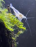 Spierwitte White Pearl "Snowball" garnalen, Kreeft, Krab of Garnaal, Zoetwatervis