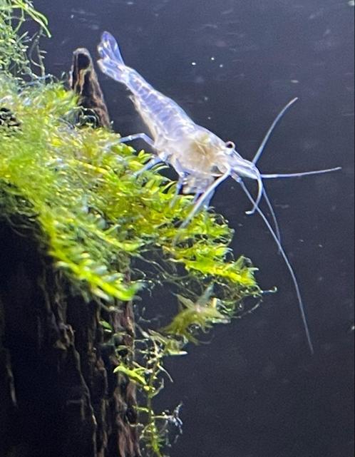 Spierwitte White Pearl "Snowball" garnalen, Dieren en Toebehoren, Vissen | Aquariumvissen, Zoetwatervis, Kreeft, Krab of Garnaal