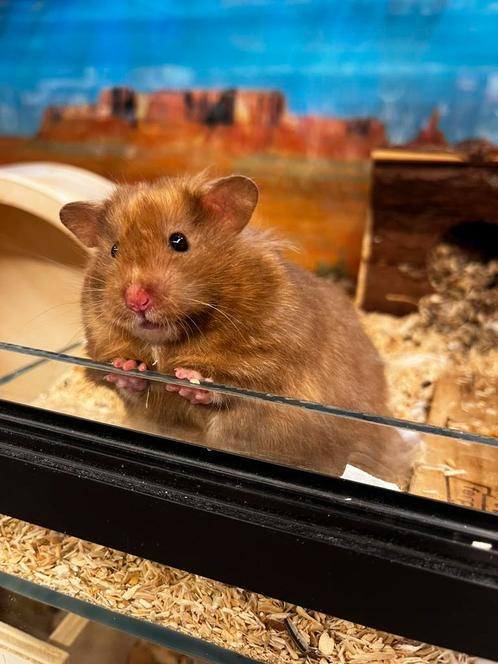 Hele lieve tamme goudhamsters ( rechtstreeks van de fokker), Dieren en Toebehoren, Knaagdieren, Vrouwelijk, Hamster, April, Tam