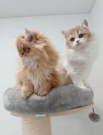 Met Stamboom, Dieren en Toebehoren, Katten en Kittens | Raskatten | Langhaar, Met stamboom