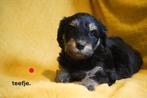 Mooie kruising labradoodle pups, medium., Nederland, Parvo, Overige rassen, 8 tot 15 weken