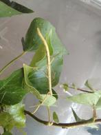 Indische Wandelende Takken, Dieren en Toebehoren, Insecten en Spinnen, Wandelende tak