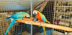 GEZOCHT/OPVANG & INKOOP VAN ALLE KROMSNAVELS FOREVERHOME🦜, Dieren en Toebehoren, Vogels | Parkieten en Papegaaien, Meerdere dieren