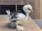 USA zijdehoen mottled kuikens te koop, Dieren en Toebehoren, Pluimvee, Geslacht onbekend, Kip