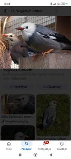 Silky spreeuw, Mannelijk, Tropenvogel