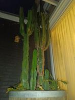 Cactus, Huis en Inrichting, Kamerplanten, Ophalen, Cactus, Volle zon, Minder dan 100 cm