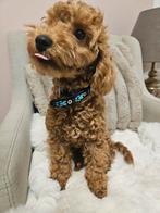 Toy poedel pup met fci stamboom, Dieren en Toebehoren, Honden | Chihuahua's en Gezelschapshonden, Poedel, 15 weken tot 1 jaar