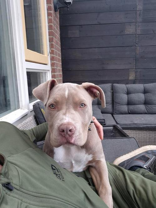 bully xxl, Dieren en Toebehoren, Honden | Bulldogs, Pinschers en Molossers, Reu, Overige rassen, Particulier, Eén hond, Nederland