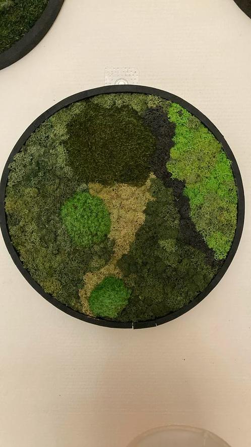 Mosschilderij cirkels 40 cm verschillende mos soorten, Huis en Inrichting, Woonaccessoires | Wanddecoraties, Nieuw, Ophalen of Verzenden