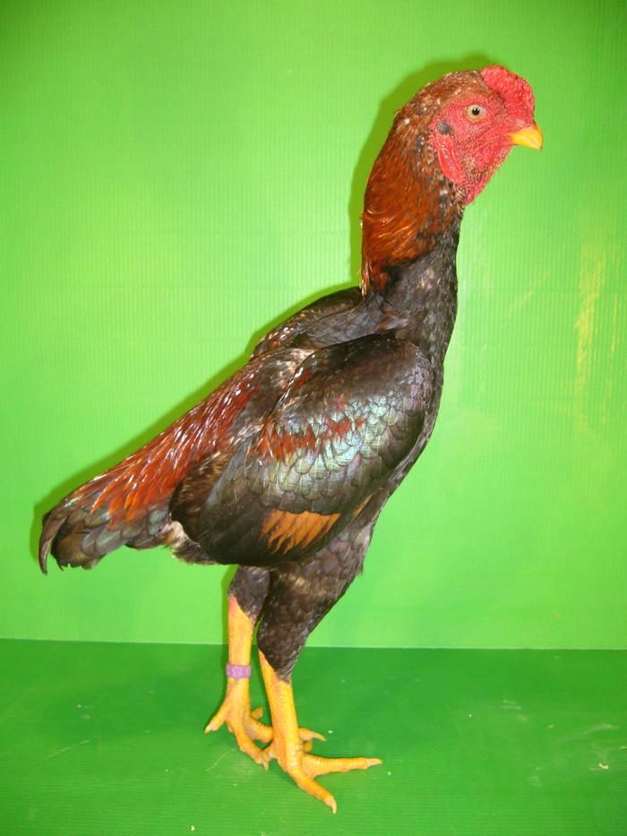 Ko Shamo 1-1, Dieren en Toebehoren, Pluimvee, Kip, Meerdere dieren