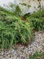 Mannetjesvaren : jonge planten, Tuin en Terras, Planten | Tuinplanten, Ophalen, Vaste plant, Varens, Bloeit niet