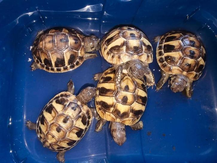 Griekse landschildpadden NK2025