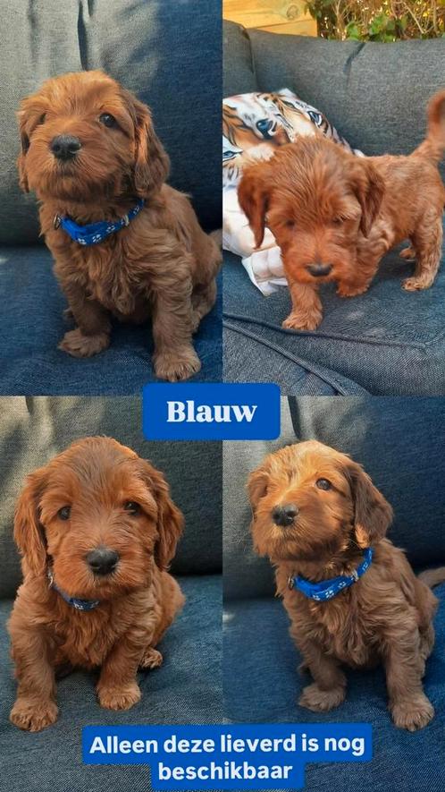 Australian labradoodle reutjes met Wala stamboom, Dieren en Toebehoren, Honden | Retrievers, Spaniëls en Waterhonden, Reu, Overige rassen