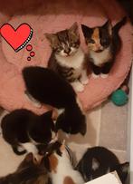 Prachtige knuffel kittens, Meerdere dieren