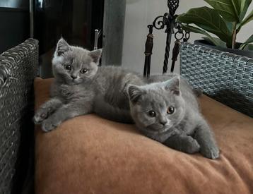 2 Britse korthaar kittens , 2 zusjes , nu 13 weken oud. beschikbaar voor biedingen