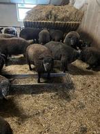 Blauwe texelaar rammen, Dieren en Toebehoren, Schapen, Geiten en Varkens, Mannelijk, Schaap