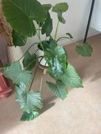 Gratis: Olifantsoor, Huis en Inrichting, Kamerplanten, Ophalen, Halfschaduw, Minder dan 100 cm