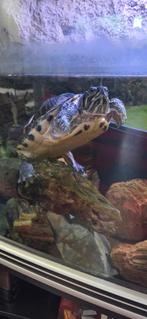 Waterschildpadden, 0 tot 2 jaar