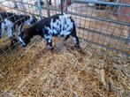 Mooie dwerggeit, Dieren en Toebehoren, Schapen, Geiten en Varkens, Vrouwelijk, Geit, 3 tot 5 jaar