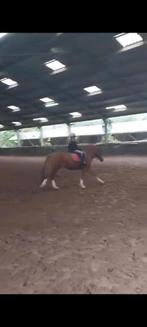 Verzorgpony/shetlander gezocht, Ophalen of Verzenden, Zo goed als nieuw