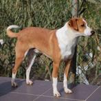 ACE: Mago, wie geeft hem een warme thuishaven?, 6 jaar of ouder, Particulier, Reu, Buitenland