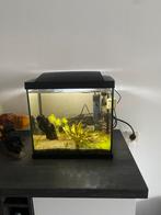 Superfish 35 compleet, Dieren en Toebehoren, Ophalen, Gebruikt
