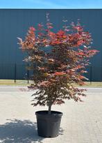 Acer palmatum Bloodgood - Japanse esdoorn, Bloeit niet, Halfschaduw, Overige soorten, 100 tot 250 cm