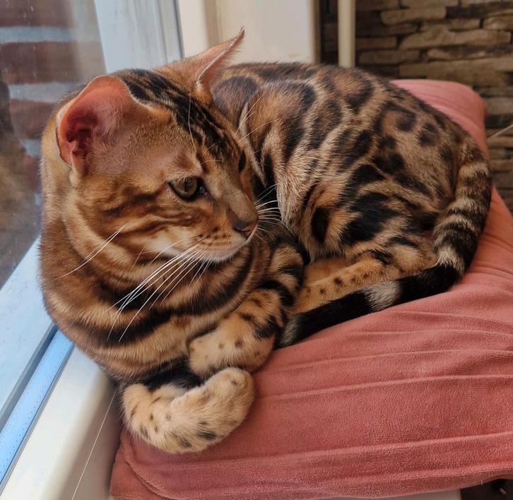 Bengaal dekkater €275, Dieren en Toebehoren, Katten en Kittens | Dekkaters