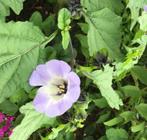Wonderplant zegekruid Nicandra physalodes lampionnetje zaden, Ophalen of Verzenden, Volle zon
