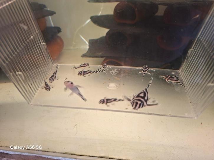 L046 nakweek., Dieren en Toebehoren, Vissen | Aquariumvissen, Zoetwatervis, Vis