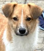 ZOEKT U EEN LIEF VRIEDENLIJK MAATJE? DAN WACHT RON OP U, Reu, 1 tot 2 jaar, Buitenland, Parvo