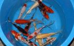 Import HQ Vlinderkoi mix ca 19 / 25 cm - Koidreams Valburg